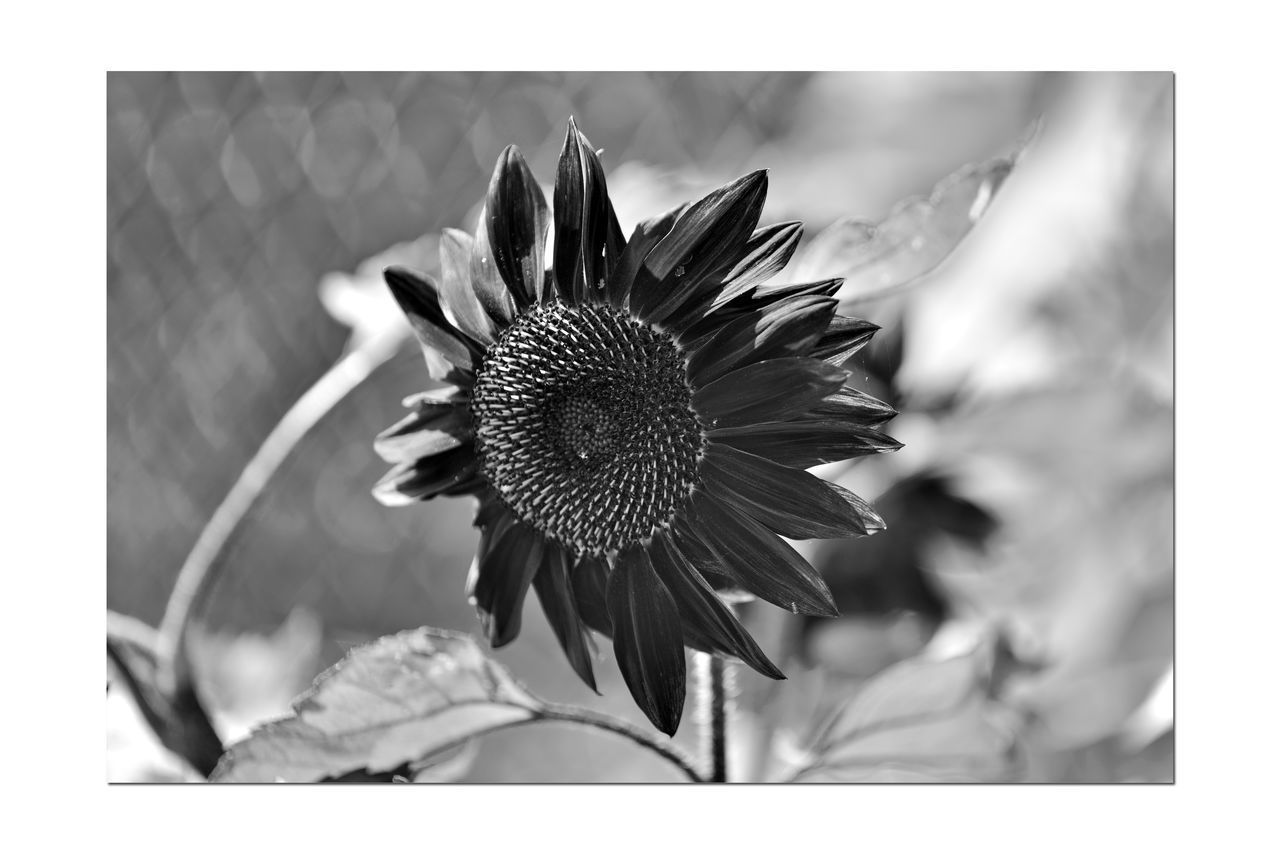 CLOSE-UP OF WILTED SUNFLOWER AGAINST WHITE WALL