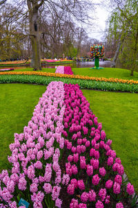 Pink flowering plants in park