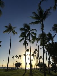 Palm trees on beach