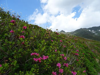 Scenic view of flowering plants on land against sky