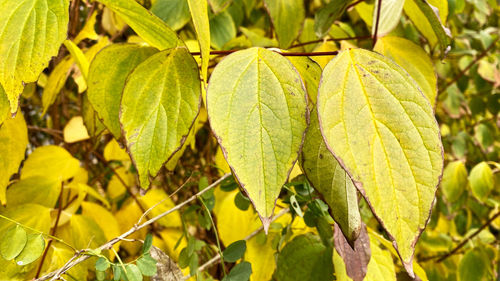 Close-up of fresh green leaves