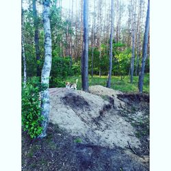 Trees growing in forest