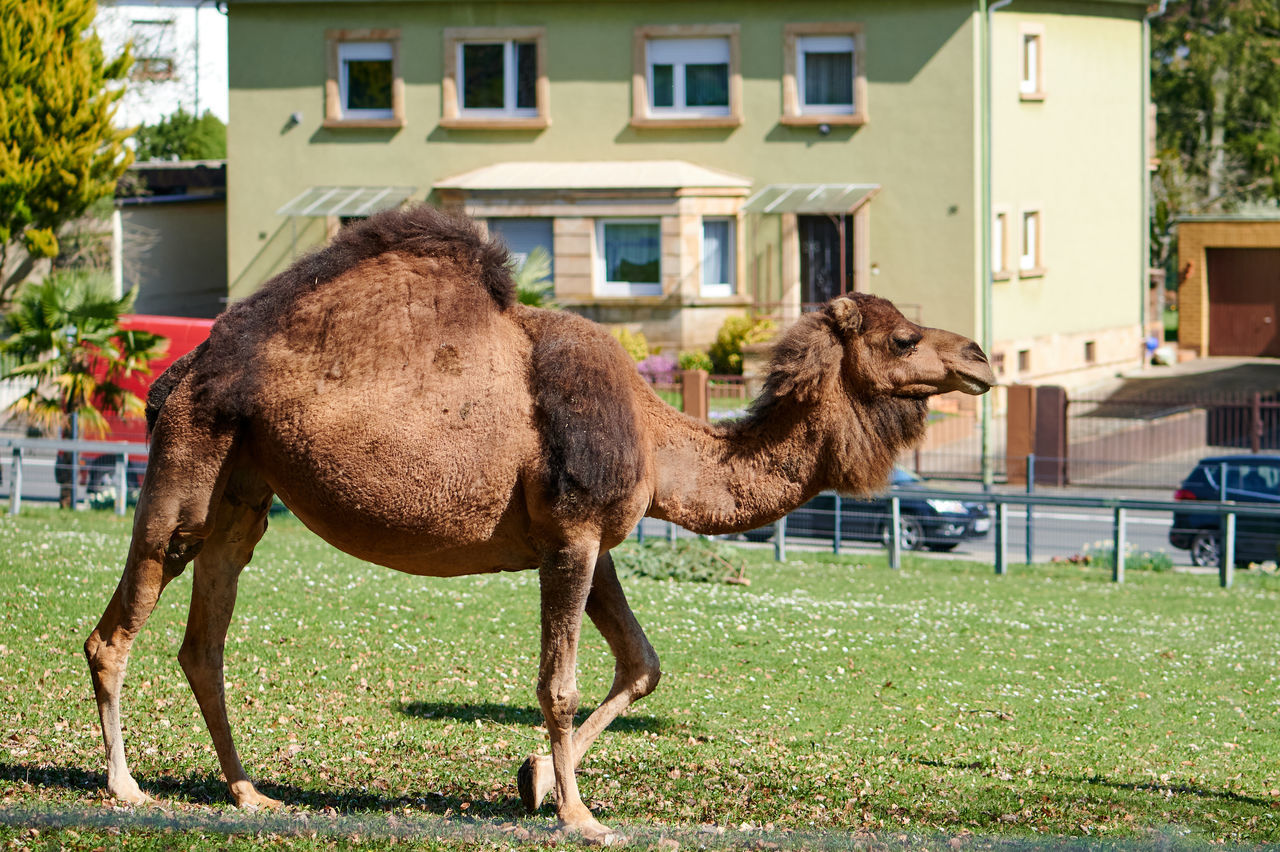 SIDE VIEW OF A HORSE ON FIELD AGAINST BUILDINGS