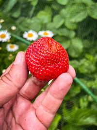 Cropped hand holding strawberries