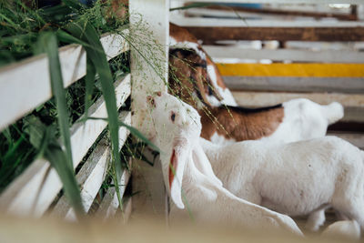 Close-up of a sheep