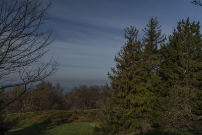 Trees in forest against sky