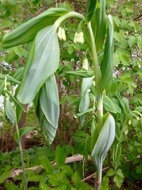 Plant growing on field