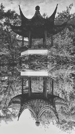 Trees in the dark