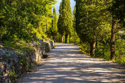 Footpath amidst trees in forest