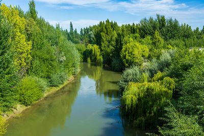 Scenic view of river amidst trees against sky