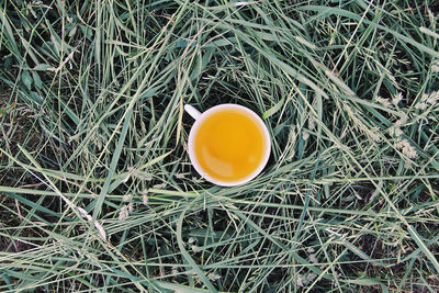 High angle view of orange tea on field