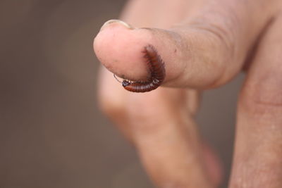 Close-up of insect on human finger