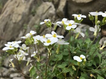 High angle view of white flowers blooming on field