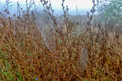 Plants growing on field in forest