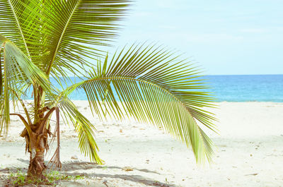 Palm trees on beach