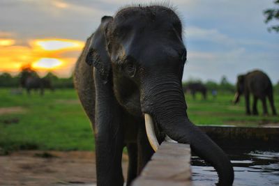 View of elephant on field during sunset