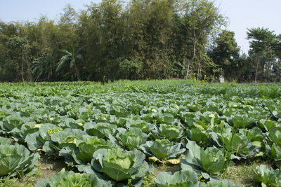 Cabbage plants growing on field