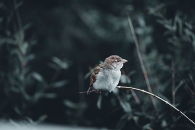 Close-up of bird perching on plant