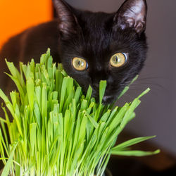 Cat eatin fresh green grass, katze isst katzengras