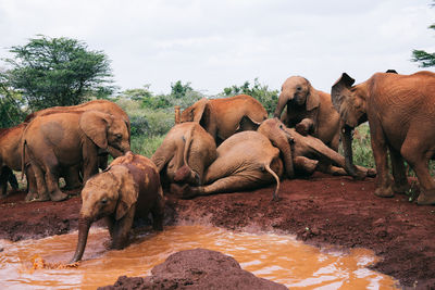 Elephants standing on muddy land against sky