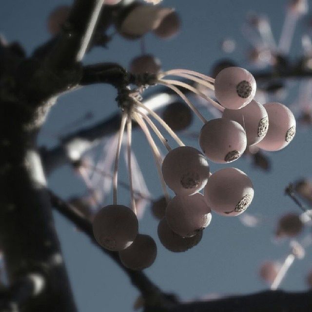 low angle view, hanging, focus on foreground, close-up, selective focus, decoration, sky, outdoors, no people, day, nature, celebration, lighting equipment, tree, fragility, growth, branch, stem, twig, metal