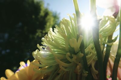 Close-up of flowering plant