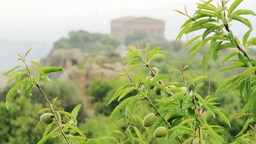 Close-up of leaves