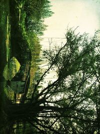 Reflection of trees in lake