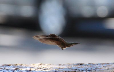 Close-up of bird flying