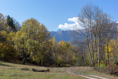 Trees growing by road in forest against sky during autumn