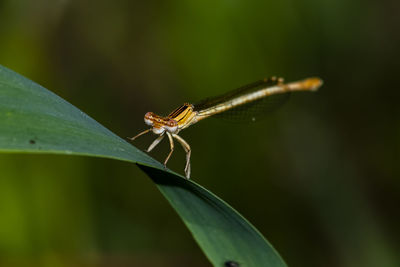 Close-up of insect