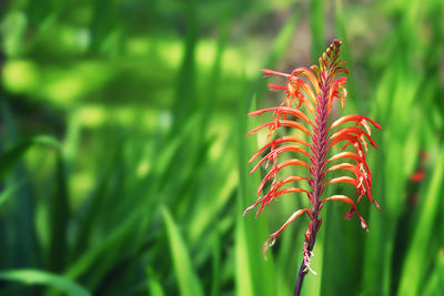 Close-up of plant