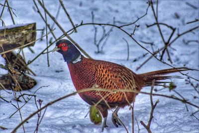 Close-up of bird perching on branch during winter