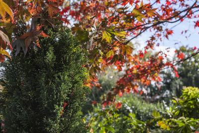 Low angle view of maple leaves on tree