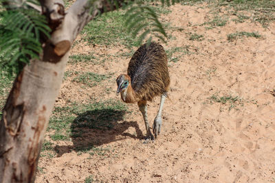 Young cassowary in dubai safari park