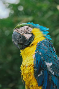 Close-up of macaw