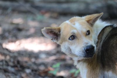 Close-up portrait of dog