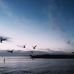 Seagulls flying over sea
