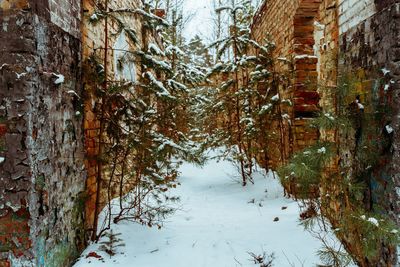 Snow covered trees in winter