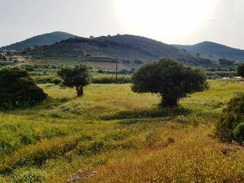 Scenic view of field against sky