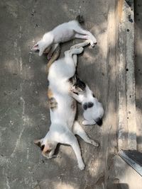 High angle view of dogs on floor