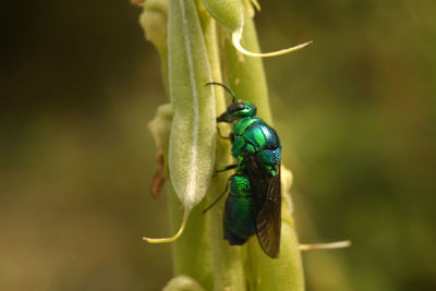 Close-up of insect on leaf