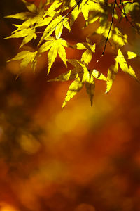 Close-up of maple leaves