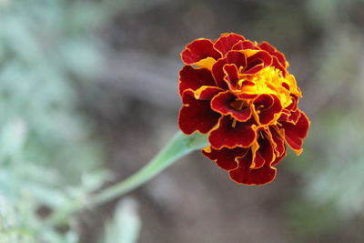 Close-up of flower against blurred background
