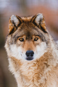 Close-up portrait of a dog