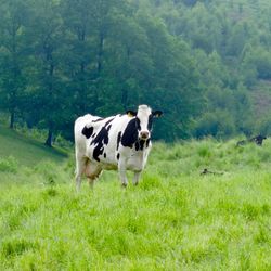 Portrait of cow standing on grassy field