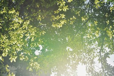 Low angle view of fruits growing on tree in forest