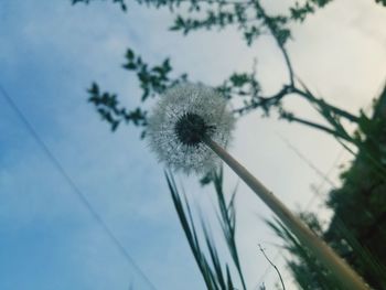 Close-up of dandelion against sky