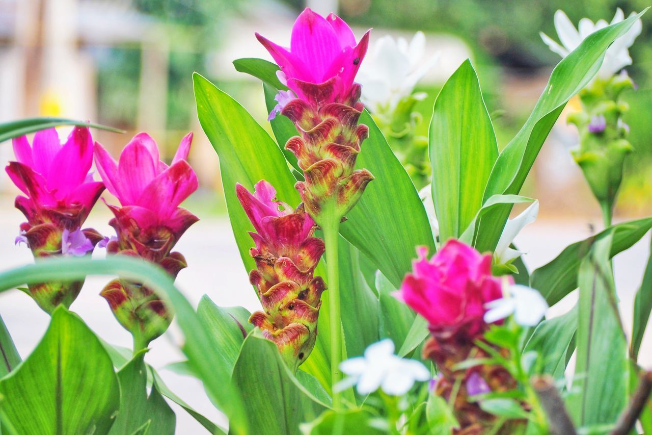 CLOSE-UP OF PURPLE FLOWERING PLANTS