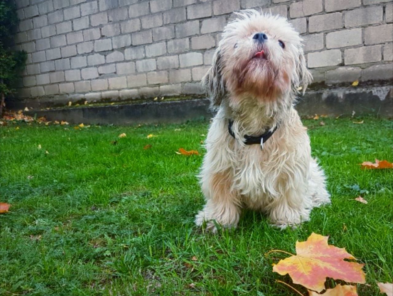 PORTRAIT OF DOG SITTING ON GRASS